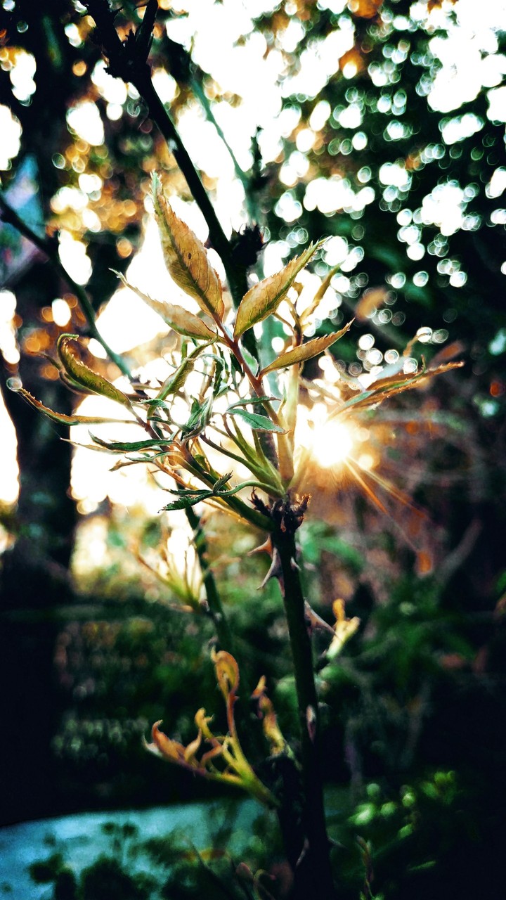 leaves
