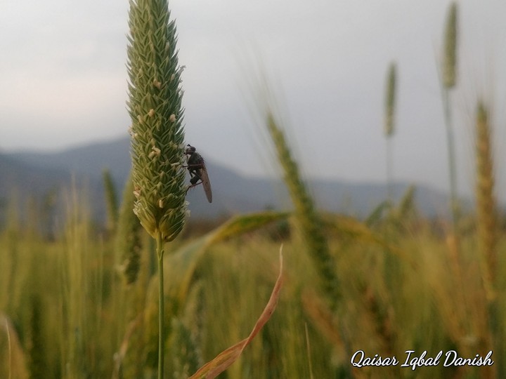 insect on Plant. wheat Crop