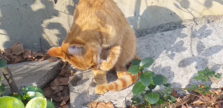 cat