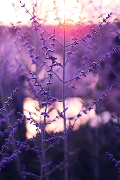 Purple Field