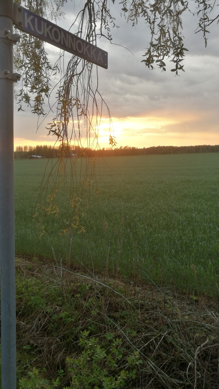 Summer field