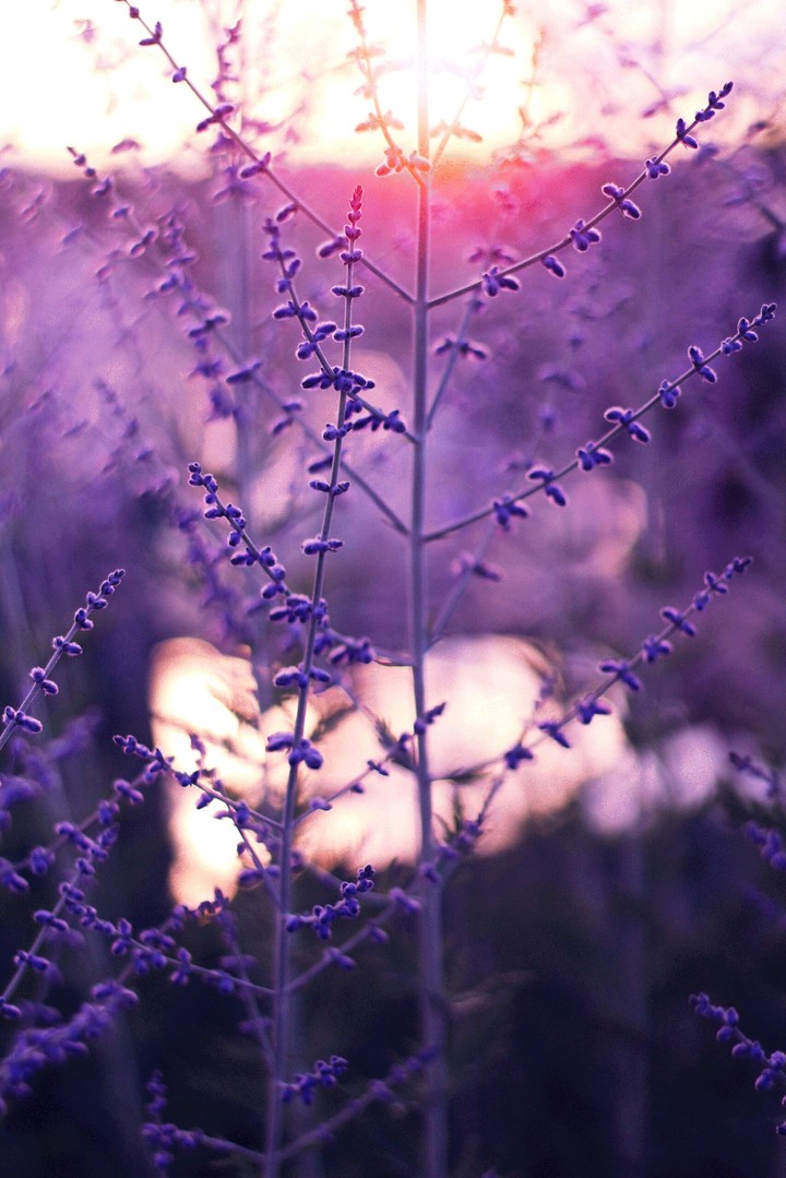 Purple Field