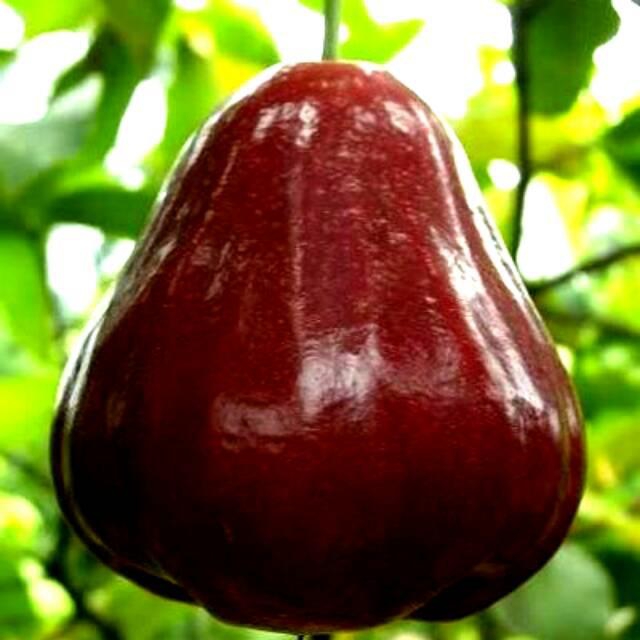 Dalhari Water Guava