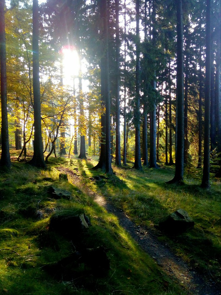 Amazing forest