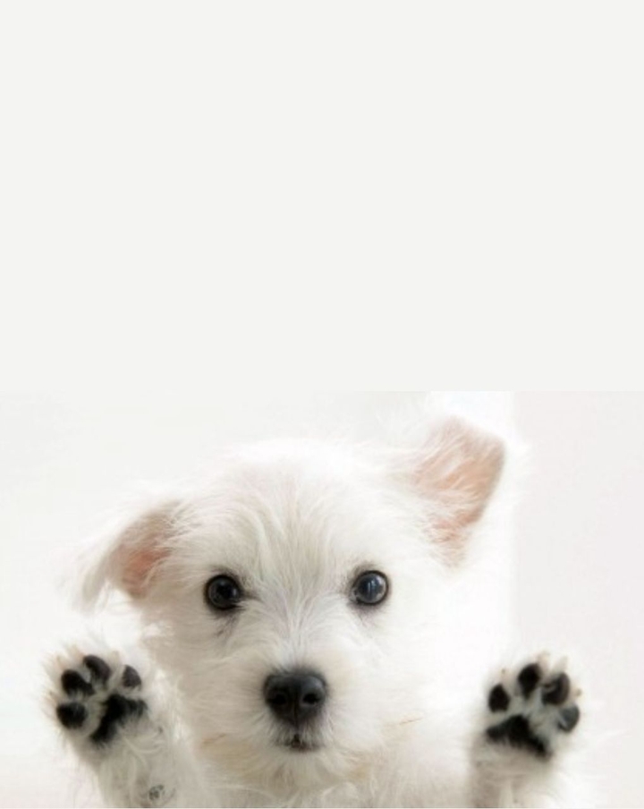 puppy