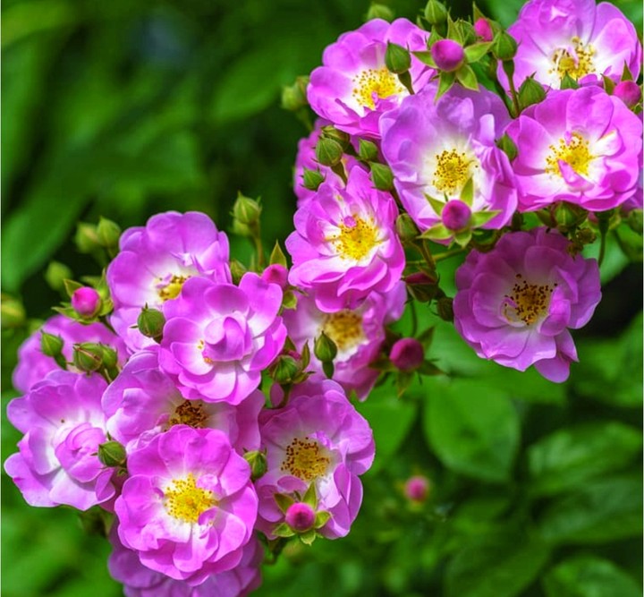 Wild Rose
