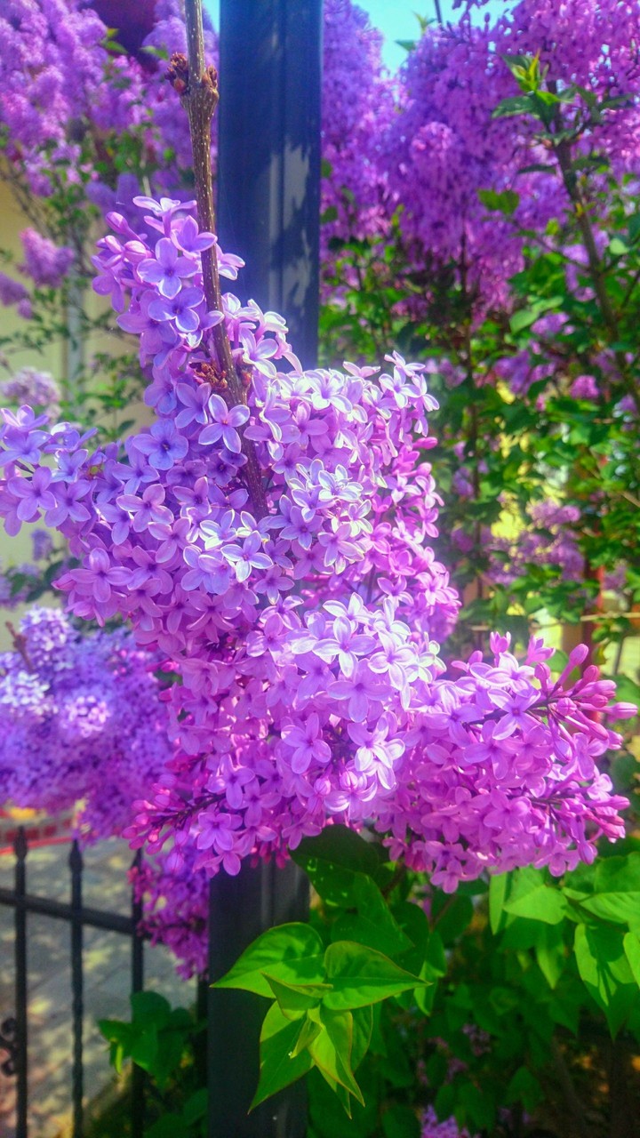 lilac