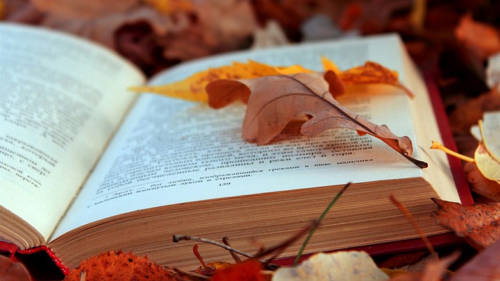 книга и листья