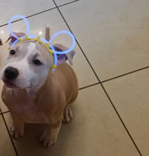 de pup