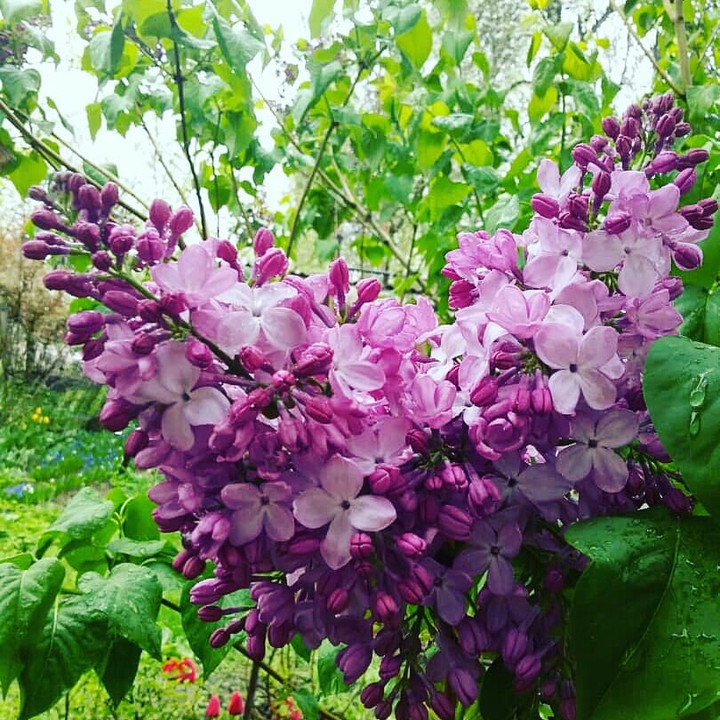 сирень