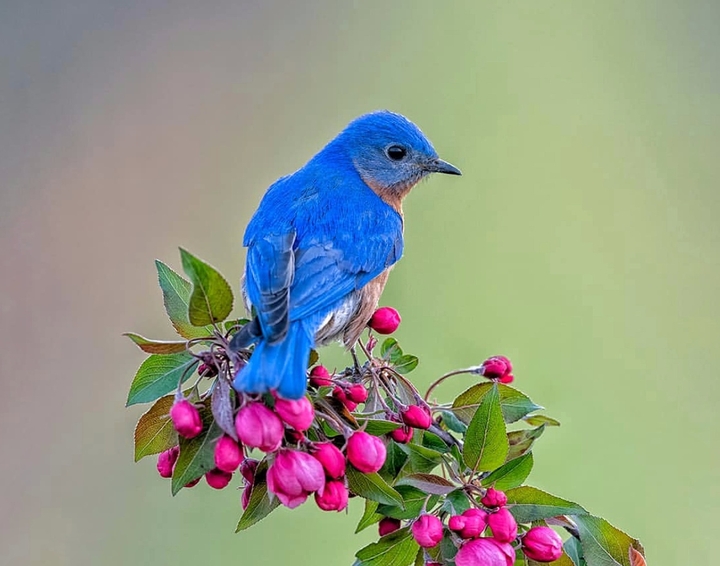 bird