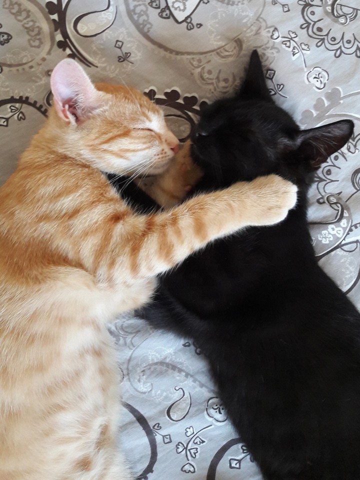 Cat Love❤