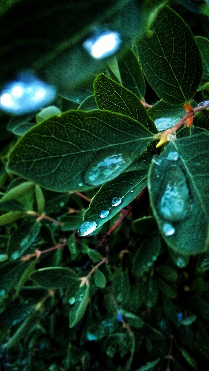 Drops of water on a sheet
