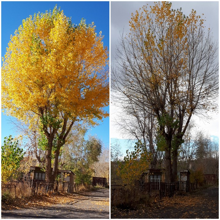 Autumn