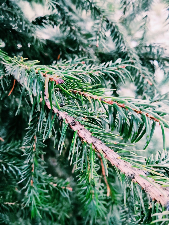 Christmas needles