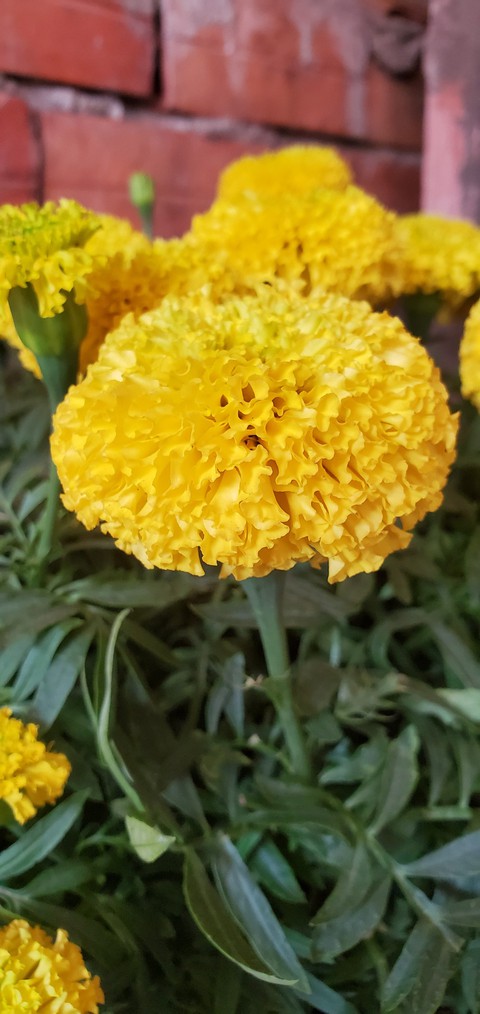 flower, hoa