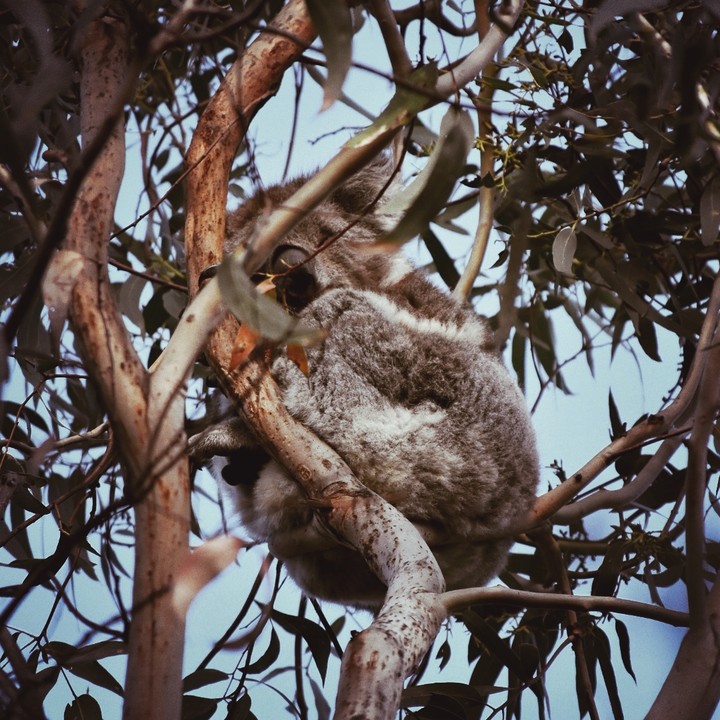 Koala