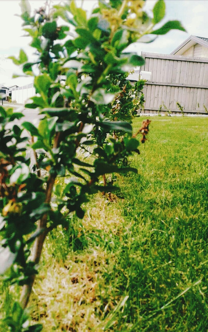 a green place