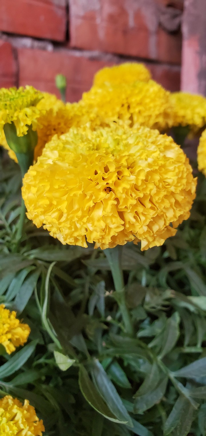 flower, hoa
