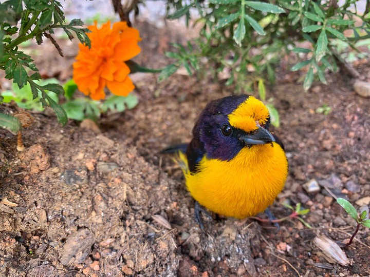 Birdy