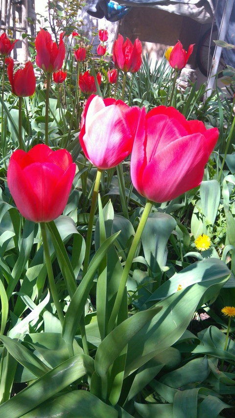 colourful spring garden
