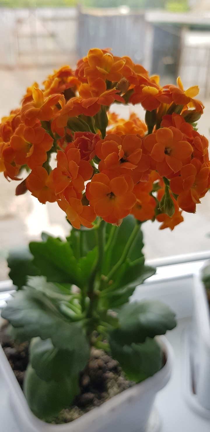 Колонхое