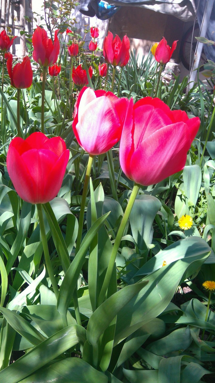 colourful spring garden