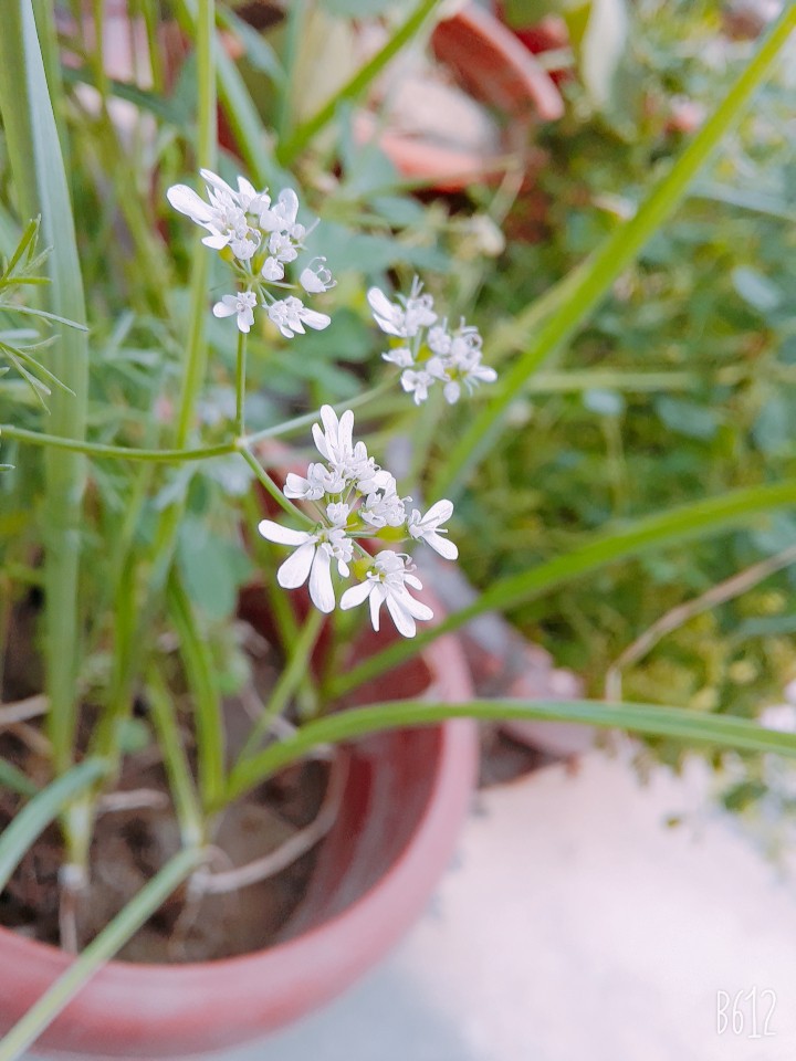 coriender flowers