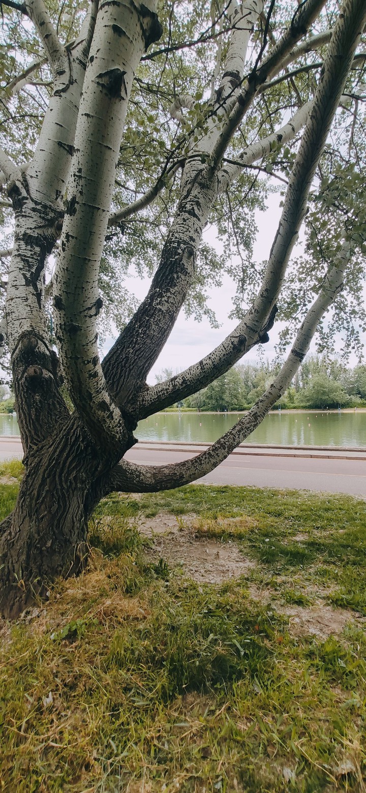 beautiful tree
