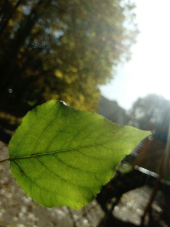 Plant