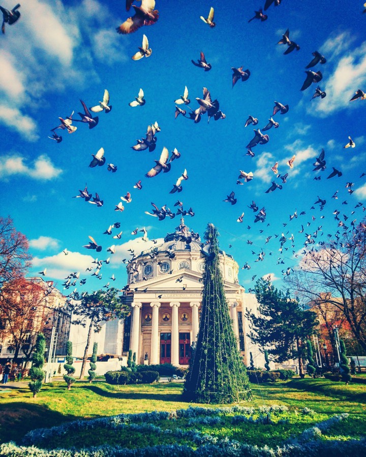 pigeons. Winter.  summit.