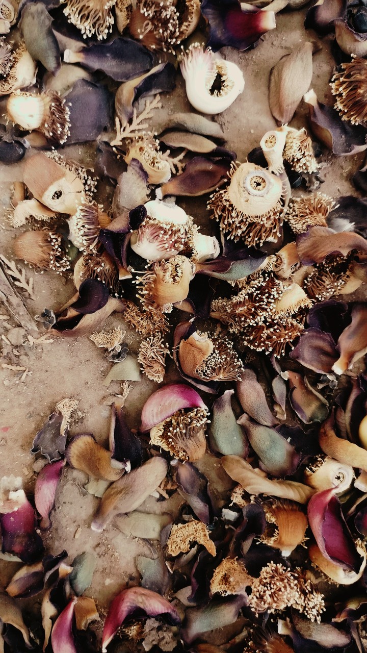 dry flowers which look like octopuses
