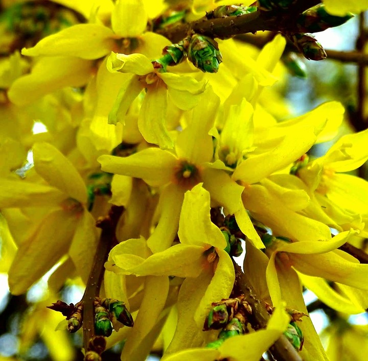 laburnum