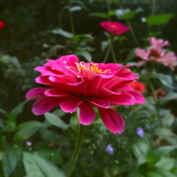 beautiful flower