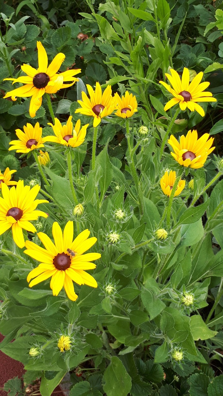 flowers