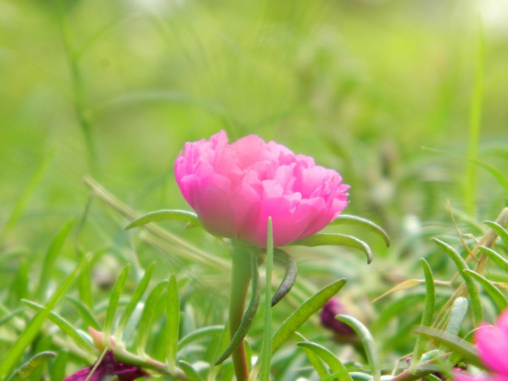 Pink Flower