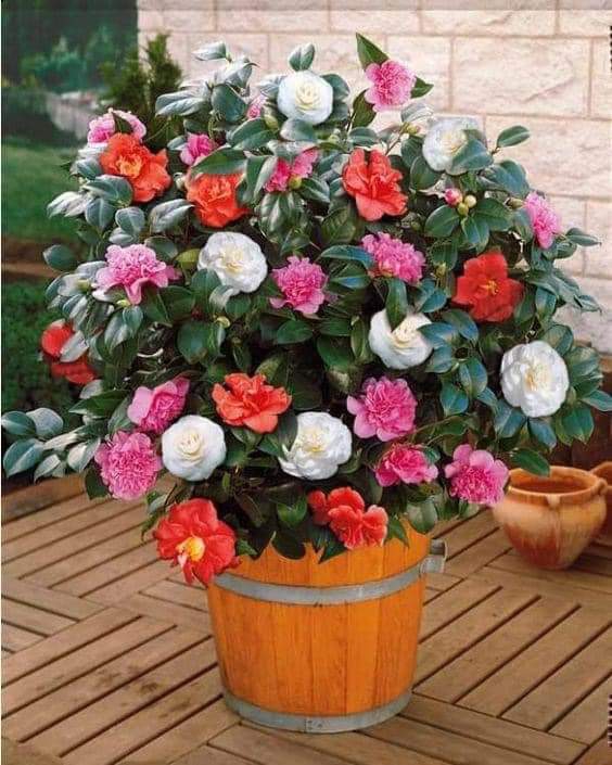 Flowers.