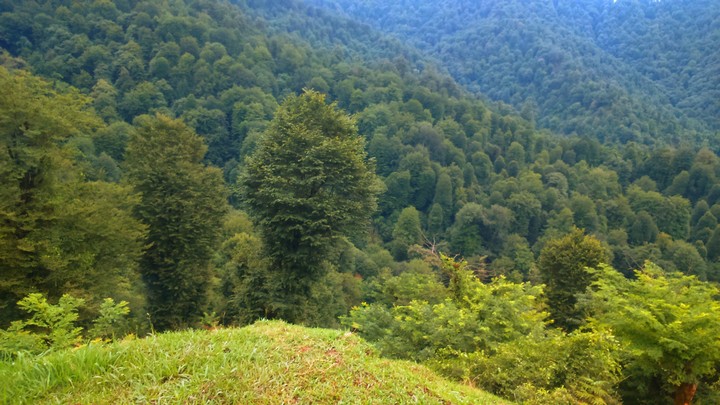 Siahkal Forest