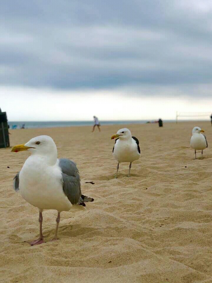#sea birds