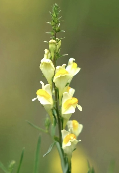sfondi wildflower, plant