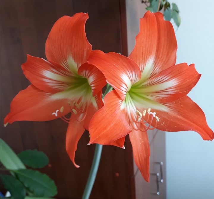лілія