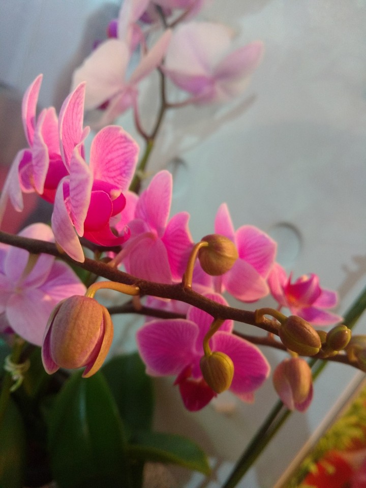 flower power lover