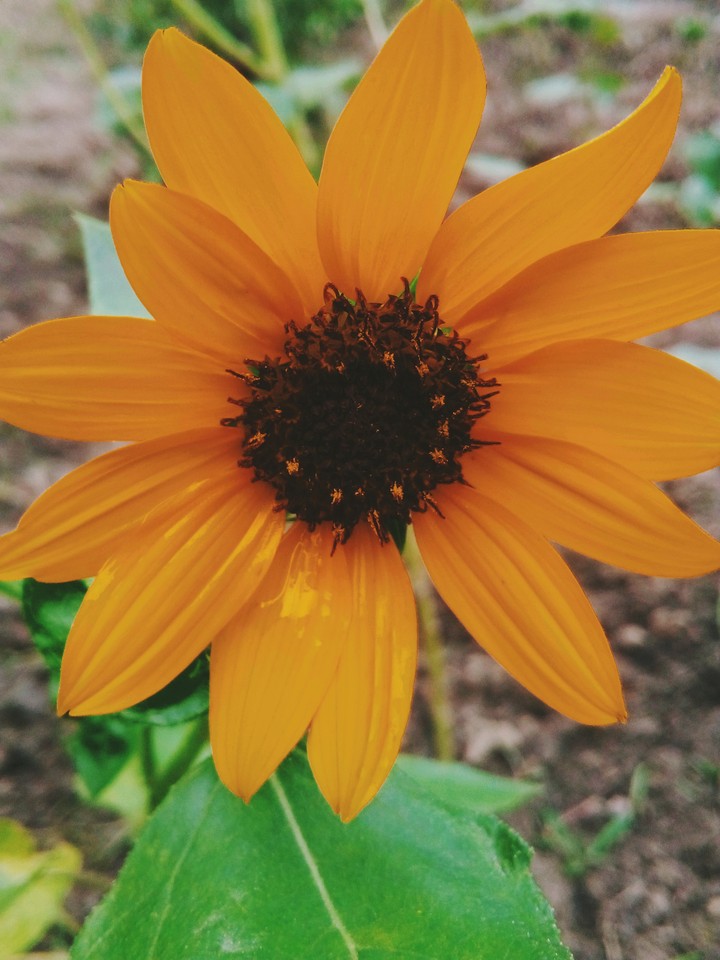sunflower