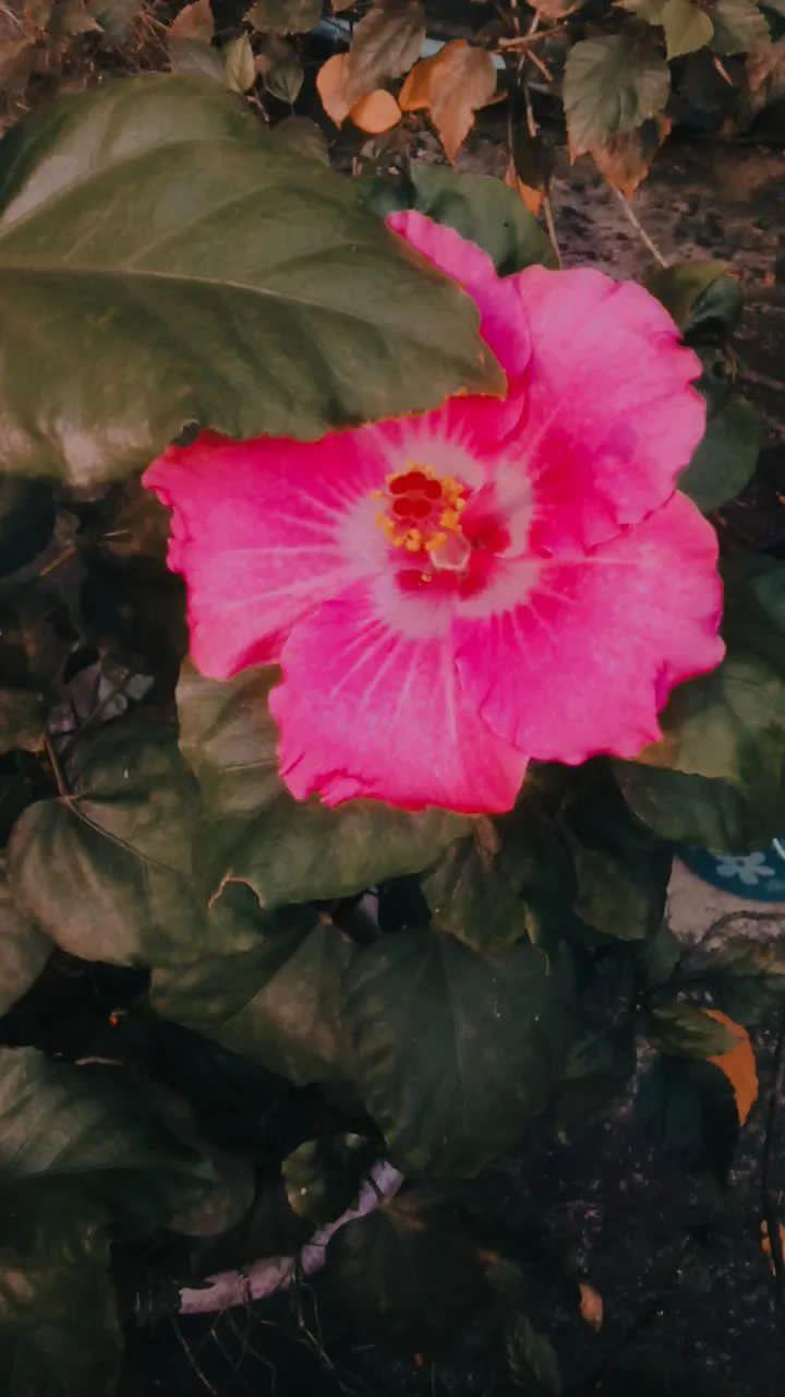 blossom