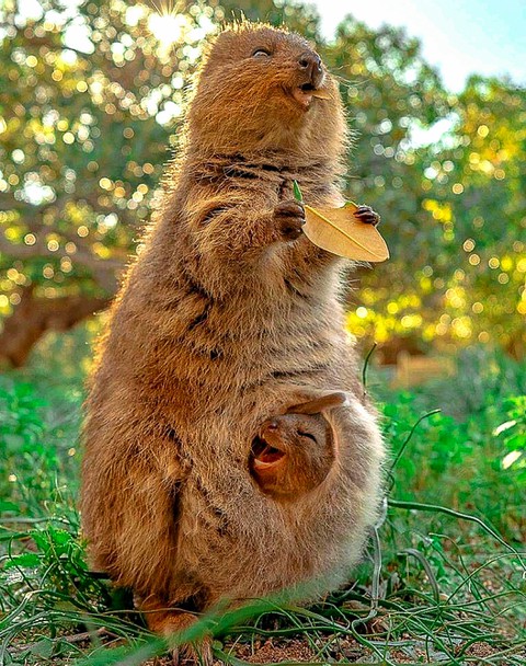 A Quokka Mom and Baby W Australia
