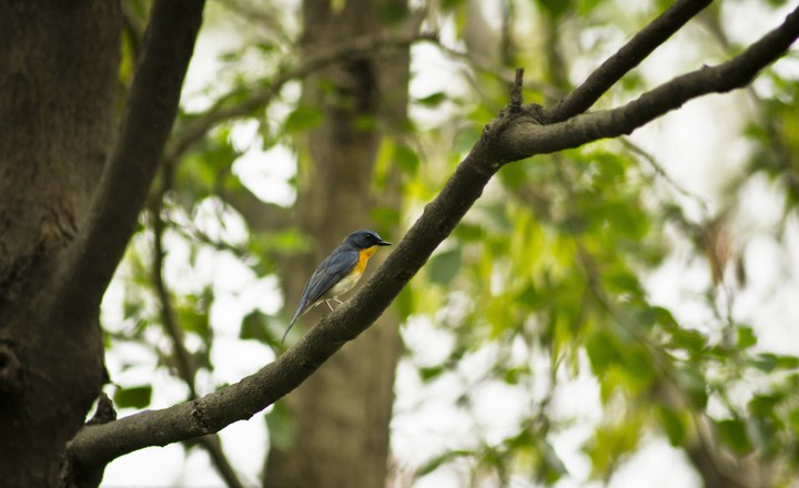 bird