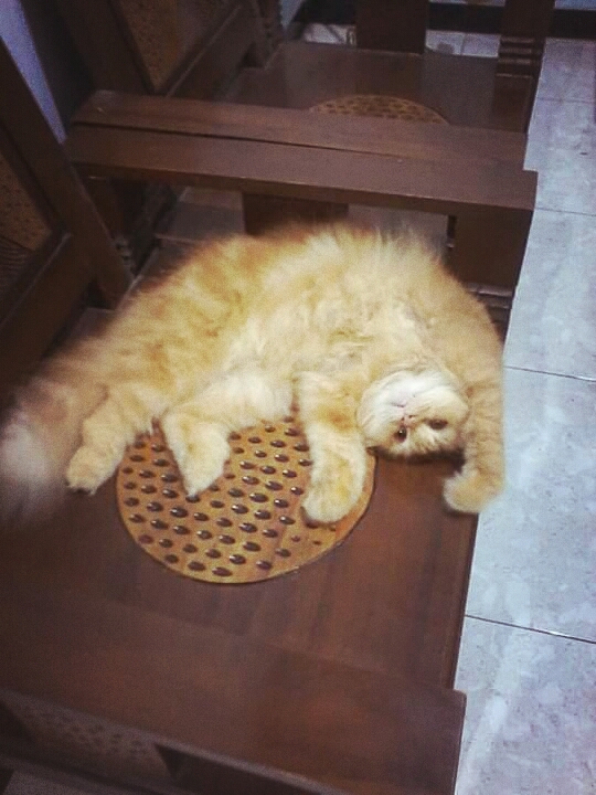 leo cemumun