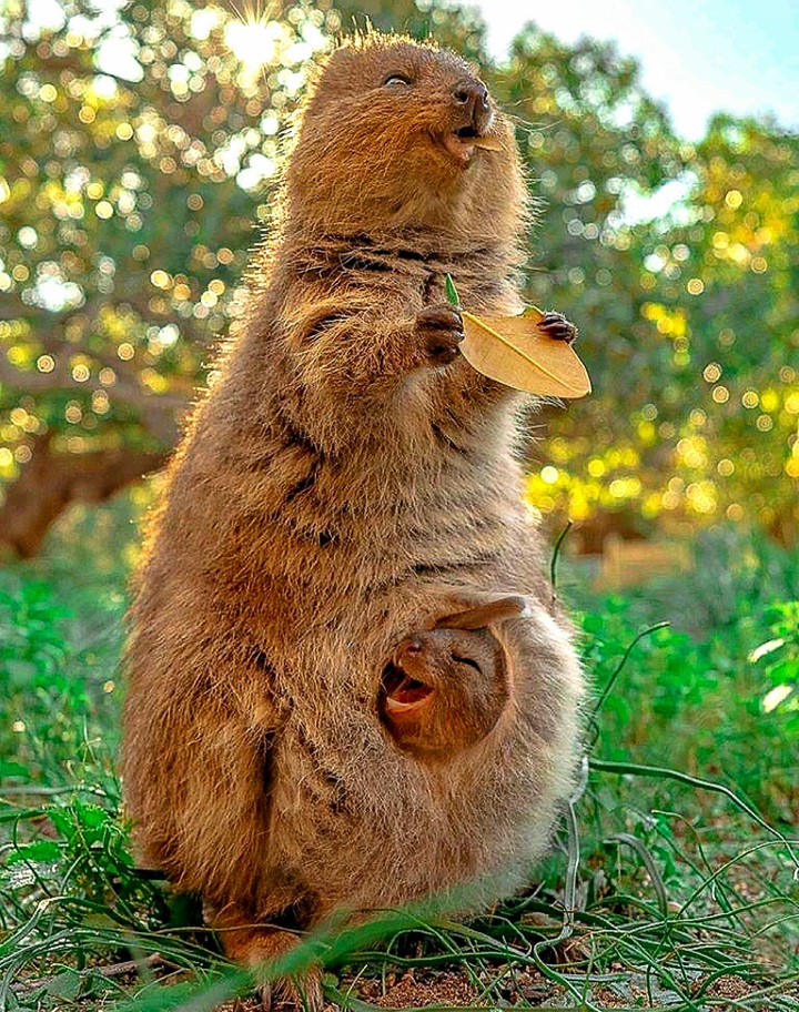 A Quokka Mom and Baby W Australia