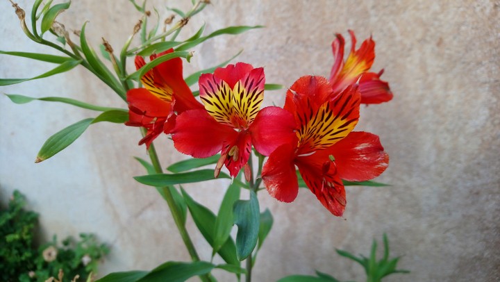 Flor