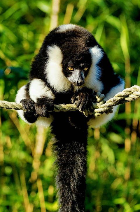 Rare Black and White Lemur